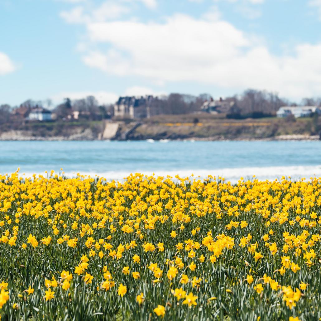 Spring in Newport